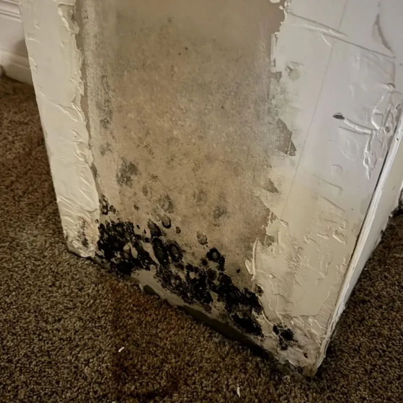Professional Mold Removal in Pardeeville, WI